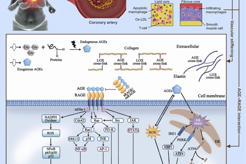 Cutting Out AGEs - Advanced Glycation End Products